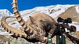 Госдума просит запретить охоту на козерога после фотографий московской охотницы на Алтае