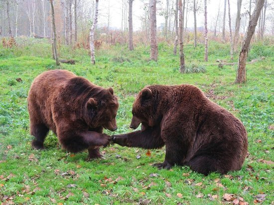 На территории алтайского завода продолжаются поиски медвежонка