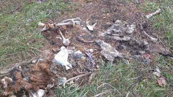 Поле, "усеянное" трупами животных, обнаружили неподалёку от села в Алтайском крае