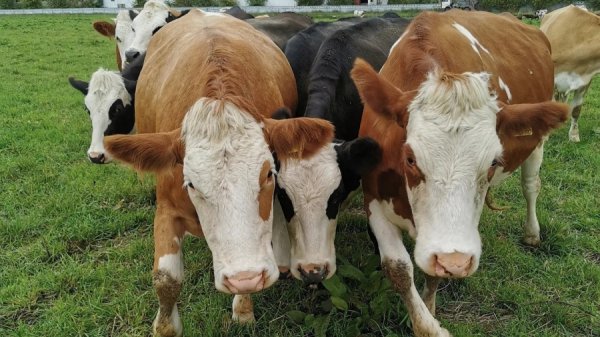 Убойный вопрос. Почему на Алтае запретили подворный забой скота для владельцев ЛПХ и чем это обернется