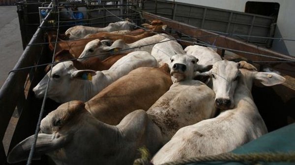 Убойный вопрос. Почему на Алтае запретили подворный забой скота для владельцев ЛПХ и чем это обернется