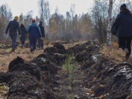 В Алтайском крае за 2 часа высадили 2,5 га будущего леса