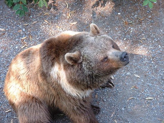 В Барнаульском гараже обнаружили медведей в тесных клетках