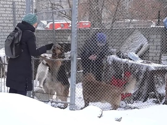 Барнаульские пенсионерки просят не сносить вольер с бездомными собаками