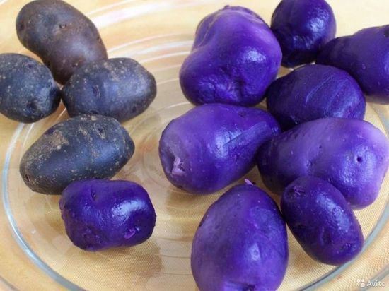 Фиолетовую картошку для интересной «пюрешки» продают в Бийске