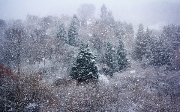 Погода 25 ноября в Алтайском крае: сильный ветер, снег и метели