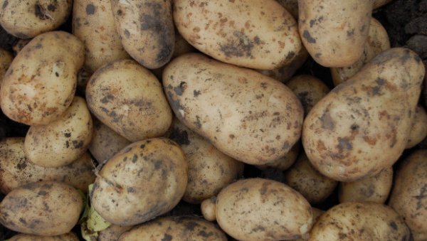 Россиян предупредили о подорожании картофеля