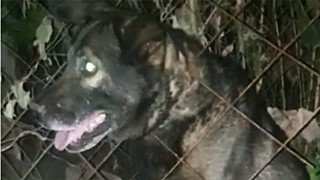 Собака застряла в подвале в Павловске, но спасатели укутали её в одеялко и вынесли наружу
