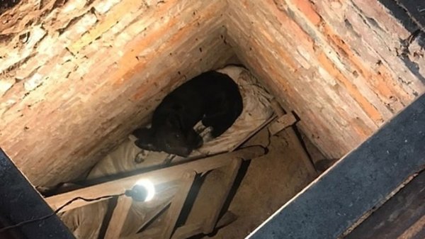 Собака застряла в подвале в Павловске, но спасатели укутали её в одеялко и вынесли наружу
