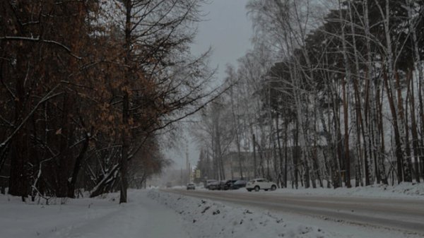 Такой день. Новый ковидный антирекорд и вырубка деревьев в центре Барнаула
