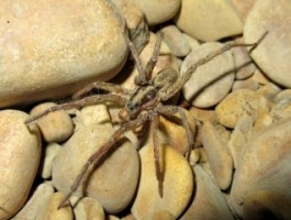 Алтайский арахнолог открыл 65 новых видов пауков