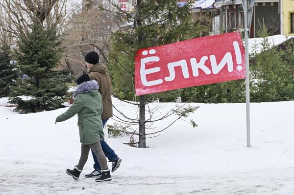 Елочные базары 2021 в Барнауле: где купить елку на Новый год - KP.Ru
