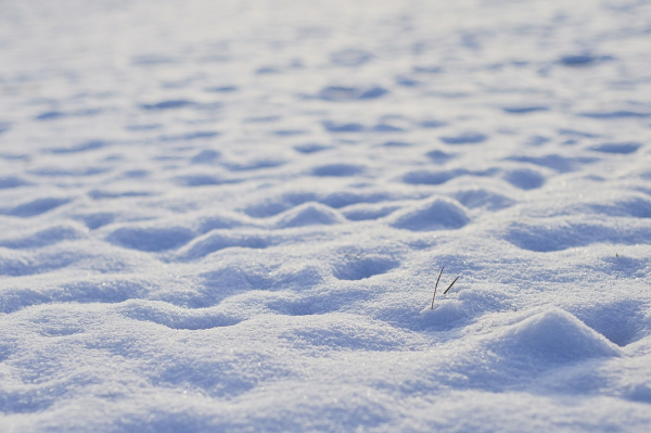 Погода 20 декабря в Алтайском крае: снег, метель и до +3 градусов
