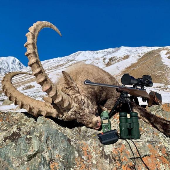 В Республике Алтай запретили охотиться на козерогов
