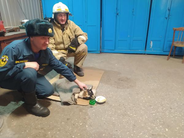 Алтайские спасатели выхаживают сбитую собаку