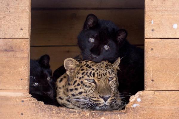Градус милоты зашкаливает: барнаульский зоопарк показал невероятно нежное фото семьи леопардов - KP.Ru