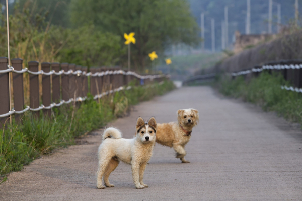 Как в Алтайском крае планируют решать проблему бродячих собак