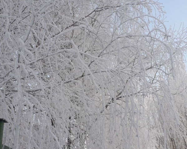 Погода 21 января в Алтайском крае: морозы до -16 градусов