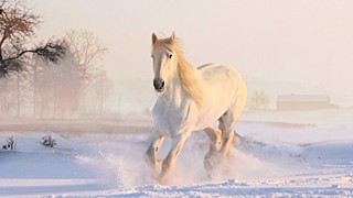 Такой день. Массовое убийство лошадей в Алтайском крае и судьба спорткомплекса "Обь"