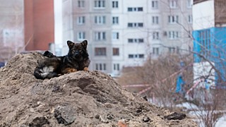 В Барнауле бродячая собака попала в капкан