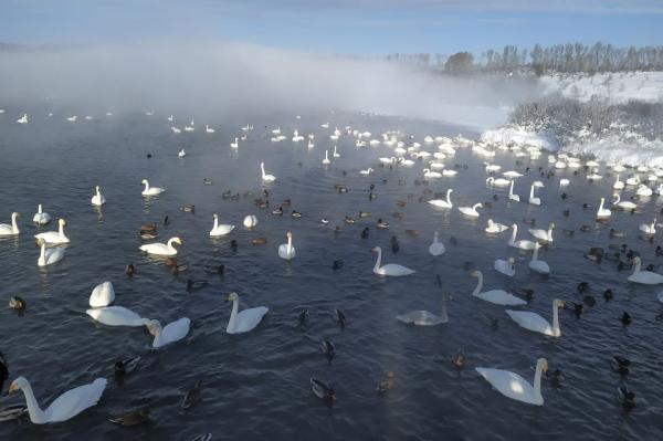 В минприроды объяснили, почему туристы провалились под лед на лебедином озере на Алтае - KP.Ru