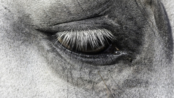 В Госдуме обещают «не дать спустить на тормозах» расстрел лошадей в Алтайском крае