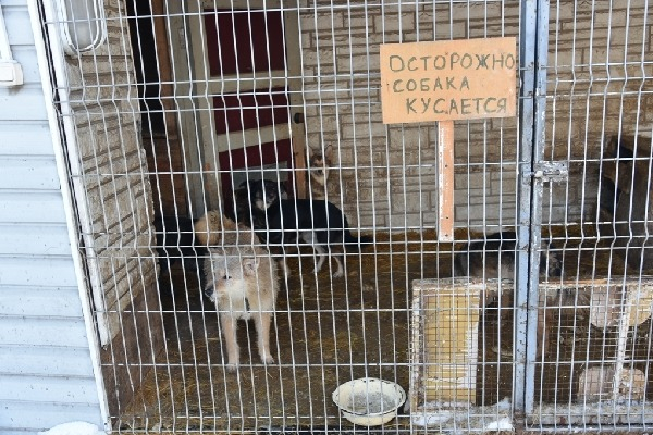 Алтайские районы смогут получить дополнительные средства на отлов животных