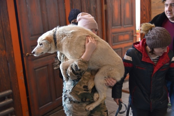 Как часто жители Алтайского края сталкивают с проблемой бродячих животных