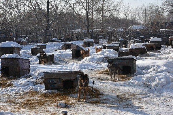 Какие меры помогут решить проблему бродячих собак в Алтайском крае