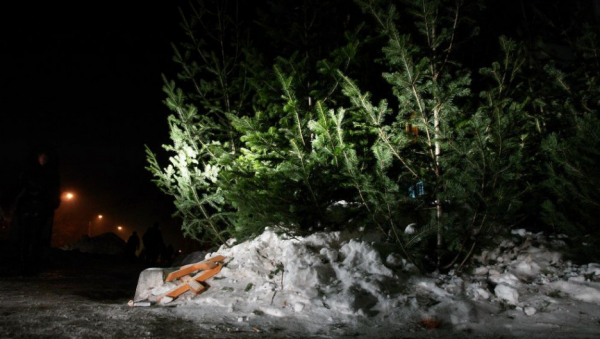 На Алтае задержали директора лесничества, где пилили кедры и требовали откат за новогодние елки