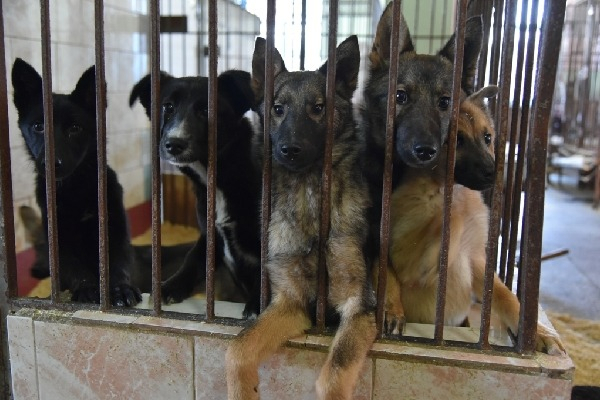 Почему нужно повысить тарифы на отлов и содержание бродячих собак на Алтае