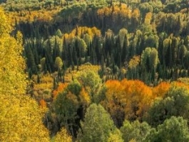 В Алтайском крае создан памятник природы "Бассейн реки Колыванки"