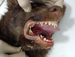 В Бийске нашли щенка с вырванным языком