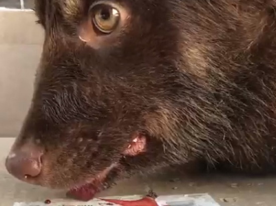 В Бийске нашли щенков с пулевыми ранениями и вырванным языком