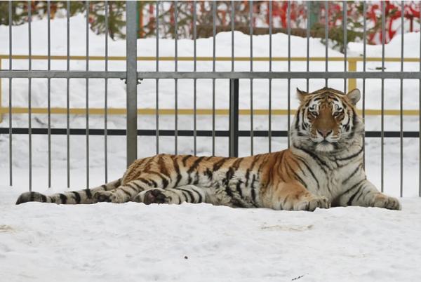 В честь китайского Нового года в барнаульском зоопарке поздравили тигров - KP.Ru