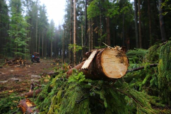 Жительница Алтайского края рассказала о варварской добыче леса