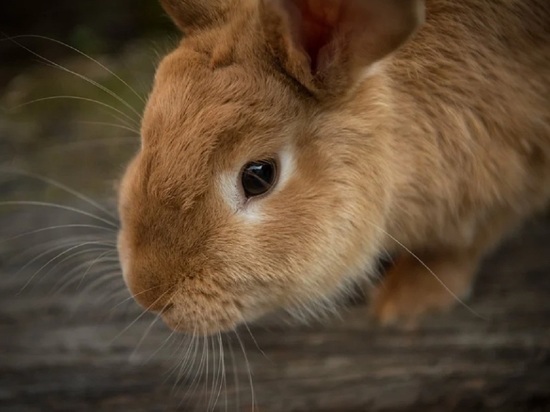 Бийские школьницы украли кроликов у соседа, чтобы их не съели
