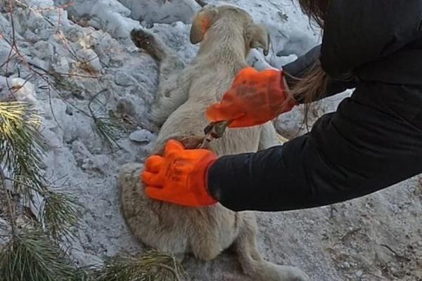 В Барнауле нашли трупы изувеченных бездомных собак - KP.Ru