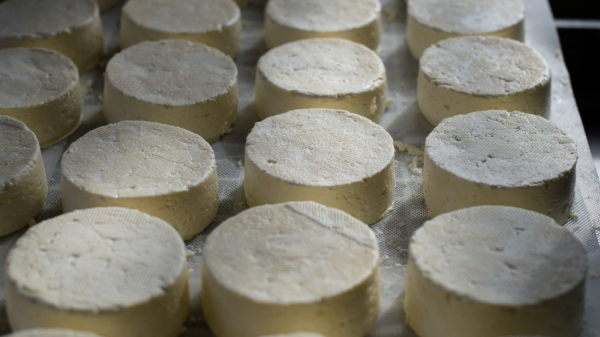 Алтайские ученые добыли химозин верблюда и научились делать вкусный импортозамещающий сыр