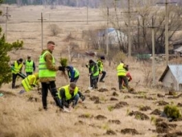 На родине Роберта Рождественского высадили три тысячи деревьев