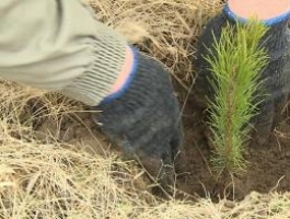 На родине Роберта Рождественского высадили три тысячи деревьев