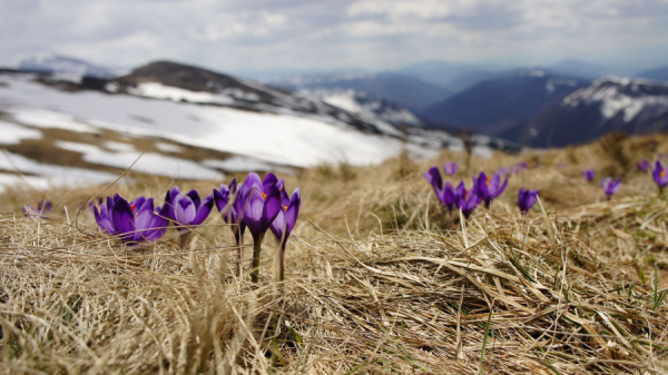 От -4 до +9 и северный ветер. Какая погода будет в Алтайском крае 9−11 апреля