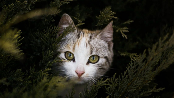 Предложено сдаться, поддержка германских компаний и 200 брошенных кошек из Мариуполя