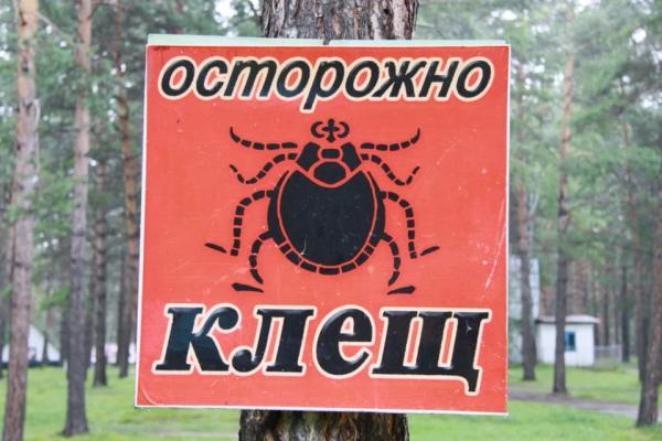 Сезон активности клещей начался на Алтае: куда обращаться в случае укуса - KP.Ru