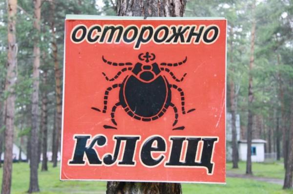 Не прыгают с деревьев и питаются три раза: алтайский ученый развеяла мифы о клещах - KP.Ru