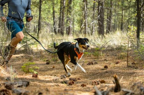 Барнаульцев приглашают побегать по лесу с собаками