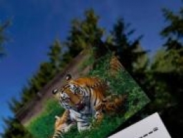 Барнаульский зоопарк выпустил открытки со своими питомцами