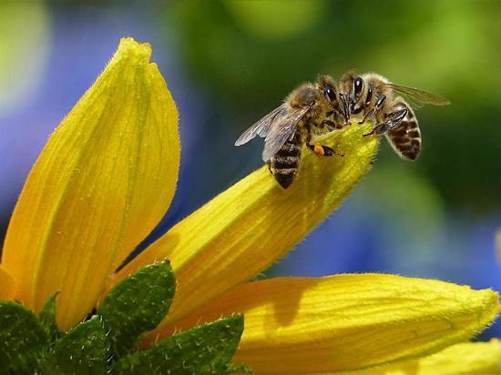 Массовая гибель пчел снова случилась в Алтайском крае