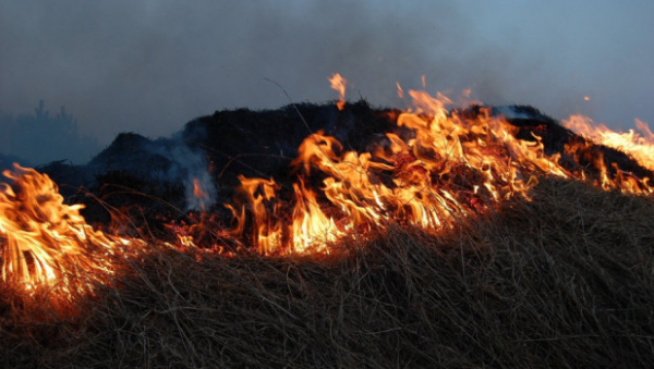 Площадь пожара в Алтайском крае увеличилась до 4,6 тыс. гектаров