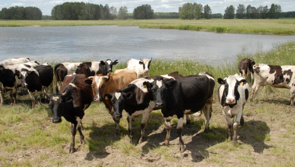 «Рычагов воздействия нет»: почему в районах края «антиваксеры» отказываются прививать скот